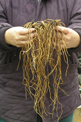 Cypripedium franchetii bare roots(Cypripedium franchetii bare roots)