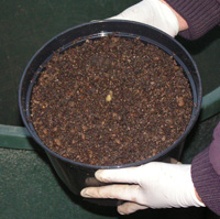 cypripedium franchetii potting 4(cypripedium franchetii potting 4)